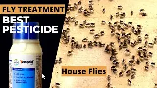 Best flies control chemical | Odorless flies control pesticide | How to get rid of flies | Temprid