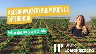 Planes de mantenimiento de pistacho | Cómo asegurar la rentabilidad de tu plantación