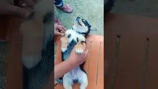 Tu Gali Ka Choudhary hai🤣😂funny dog video #comedy #like #subscribe