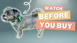 Elevated Pet Style with Velvet Bow Tie Dog Collar