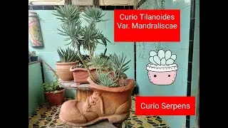 Curio serpens e Curio talinoides - Duas maravilhas  - Blue chalkstick -