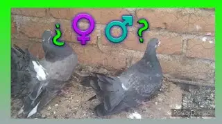 Cómo saber si tu paloma es macho o hembra?