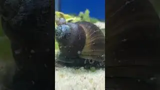 Blueberry snail baby having a ride with mom