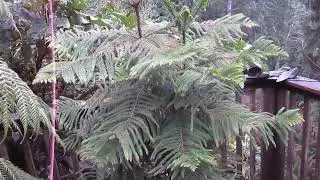 Сосна норфолкская в конце января на севере