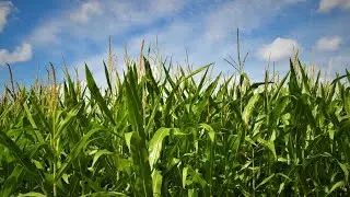 5 Common Myths Around GMO: Debunked!