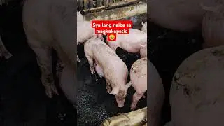 Biik na may Lus-los/ Umbilical hernia🥹 #piglet #piggy #farming #pig #shorts