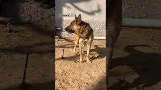 Jimmy 🐶 German shepherd dog 🐶 #germanshepherd #viraldog #dogshorts