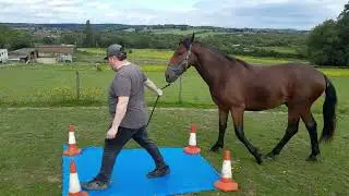 Nova Obstacle Training