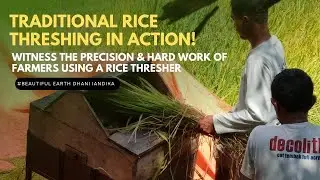 Witness the Precision & Hard Work of Farmers Using a Rice Thresher