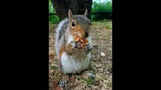 a squirrel called Hollywood #squirrels
