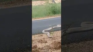 Cobra snake 😱 in road crossing 😱#kingcobra #kingcobragaming #cobra #snakebite#nature