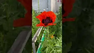 Natali-live. Шмель в огромном маке необычайной красоты. Лето на Крайнем Севере, 06 июля 2022г.