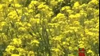 Jeju Rape Blossoms
