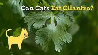 Can Cats Eat Cilantro | Is This Herb Safe for Your Kitten