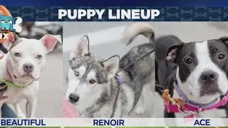 Watch: Mini Puppy Bowl at the Manhattan ASPCA