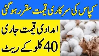 Cotton Support Price 2022 | Support Price of Cotton 2022 | Cotton Support Price in Pakistan 2022