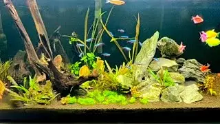 Natural Live Plant Nion Tetra Fish Tank Aquarium | #nions #tetra #aquarium #liveplant
