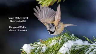 Punks of the Forest - The Crested Tit