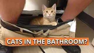 WHY do CATS like to follow their OWNERS to the BATHROOM?