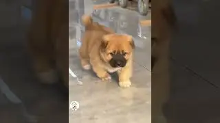 Look At These Sweet Pups How Cute & Adorable 🐶😍😘 -EPS1344