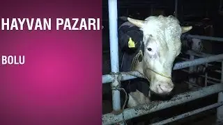 Hayvan Pazarı - Bolu