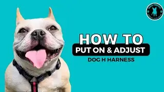 How Adjust Dog H Harness Straps And Put On Dog