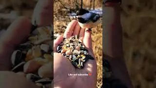 beautiful bird 🕊️|| cute bird 🕊️ || nature ||WhatsApp status