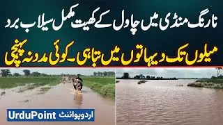 Rice Fields in Narang Mandi Completely Flood Affected - Destruction in Villages for Miles