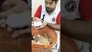hamster🐹 available for sale in hyderabad