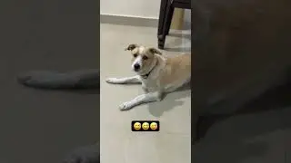 &ldquo;One Thing That Never Changes &mdash; Mom&rsquo;s Voice = Instant Fear 😅🐾&rdquo;  #funny #dogtalk #doglove