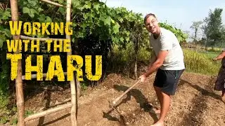 Working on the land with THARU people