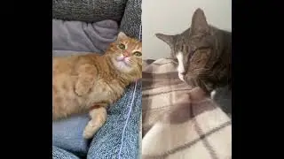 #видосыоткота