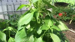 Top 6 Natural Remedy Herbs in Nigeria