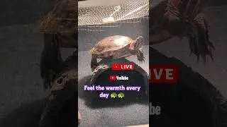 Tortuga's Daily Vitamin D Routine 🌞🌞☀️🐢🐢