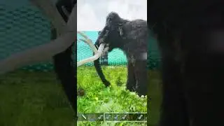 Deinosuchus Vs Mammoth | Ark survival ascended | Ark mods | Ark battles | gameplay