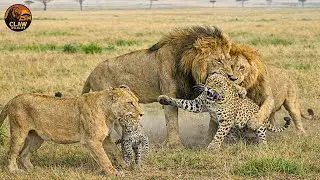 Savage Africa – When the Hunter Becomes the Prey | Wildlife Documentary