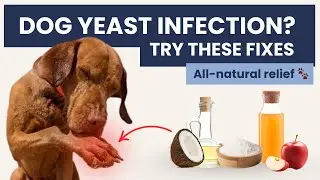 Best Home Remedies for Dog Yeast Infections &ndash; Simple & Effective!