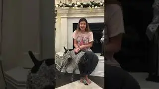 Tip Top Dog Training Reviews | Dog Training | Off Leash Advanced Obedience