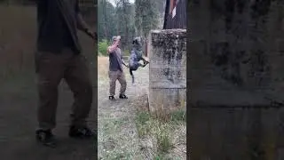 Blue Heeler Wall Climb Training