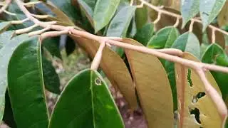 Beberapa sarat utk aplikasikan pupuk pada pohon durian 