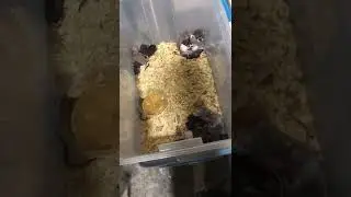 A look at our rodent Co2 euthanasia system, the best Co2 system?