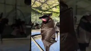 vampire Bat 🦇 sleeping😱😱||#shorts #wildlife