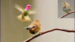 [4K] Hummingbird #30_Hummingbird Guarding Territory |Fighting Fox sparrow & Song sparrow!