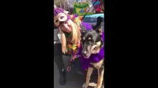 What are people saying about Pet Treater?