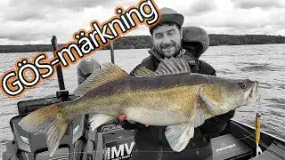 GÖS-märkning i MÄLAREN