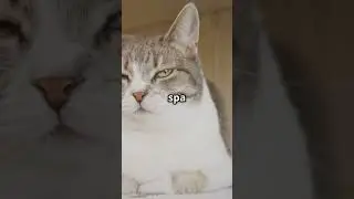 Why Do Cats Purr? Stress or Happiness?