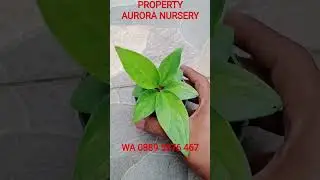 Mutation of Jemani Variegata‼️ #adenium #ornamentalplants #plants #aroids #platycerium #flowers