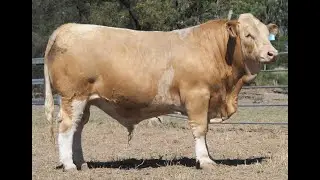 YEARLING: Lot 67 KARRAGARRA V848 (P)