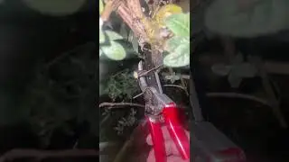 Garden ASMR 🪴 Pruning Sounds & Triggers!