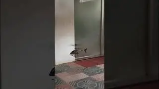 H8 3.5 Channel Rc Helicopter Playing Video 2026 |
